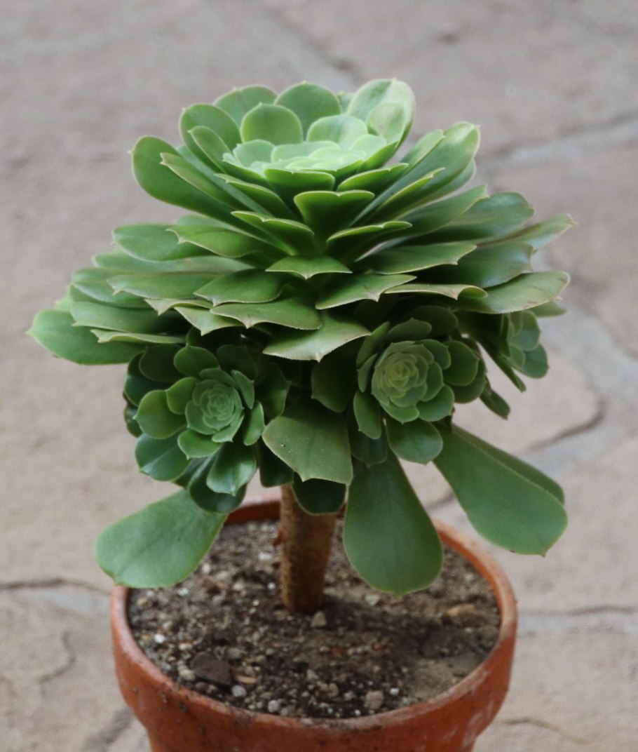 Суккулент Aeonium Schwarzkopf