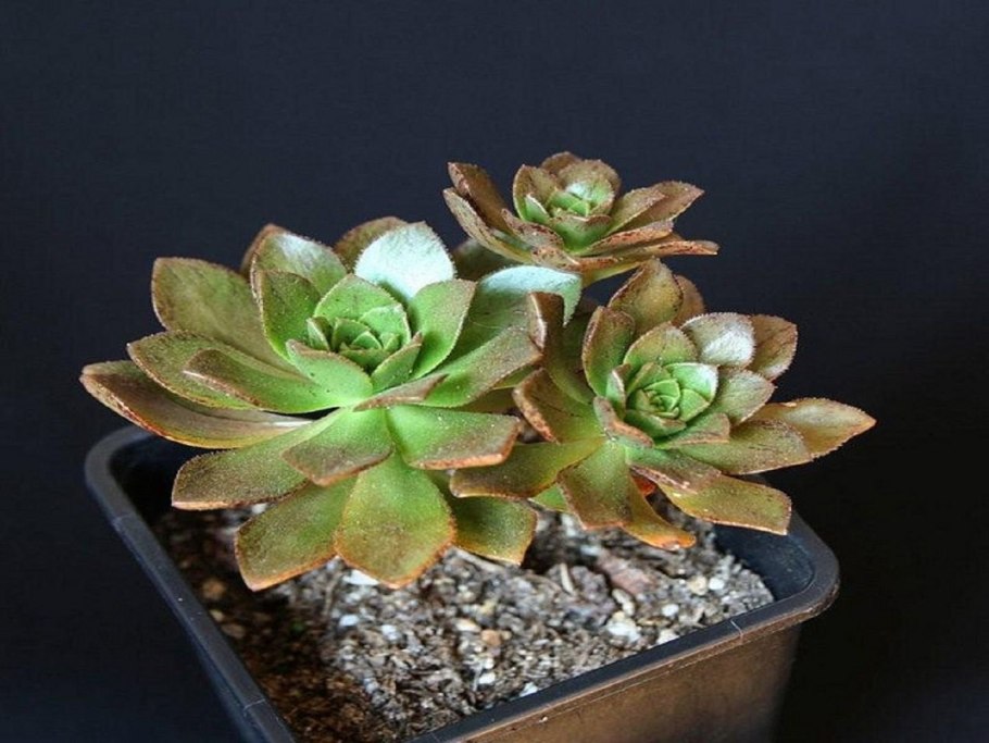 Суккулент Aeonium Schwarzkopf