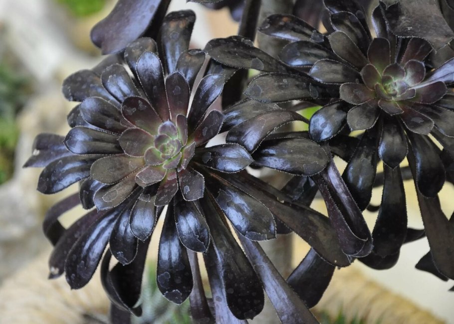 Эониум арбореум