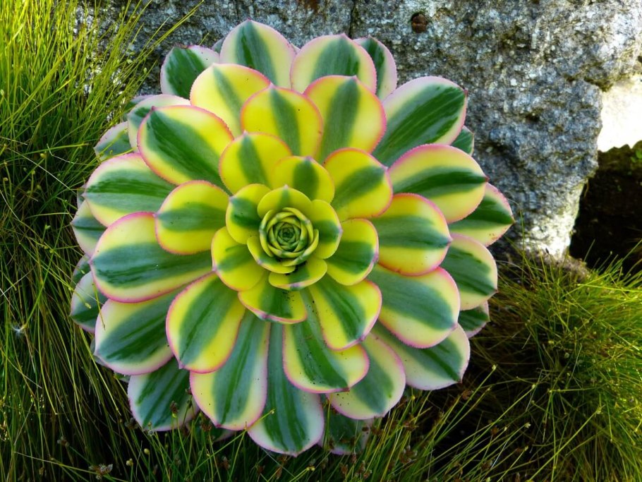Succulent plant