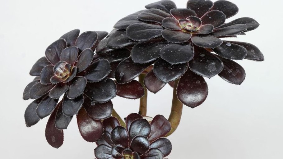 Aeonium black rose zwartkop