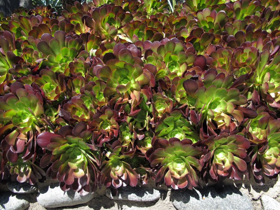 Эониум виргинский