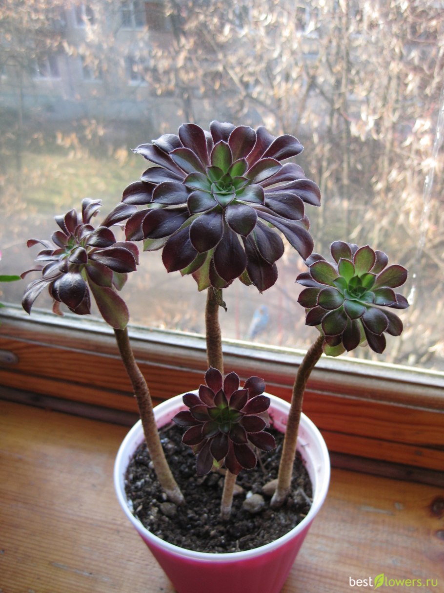 Эониум уход в домашних условиях