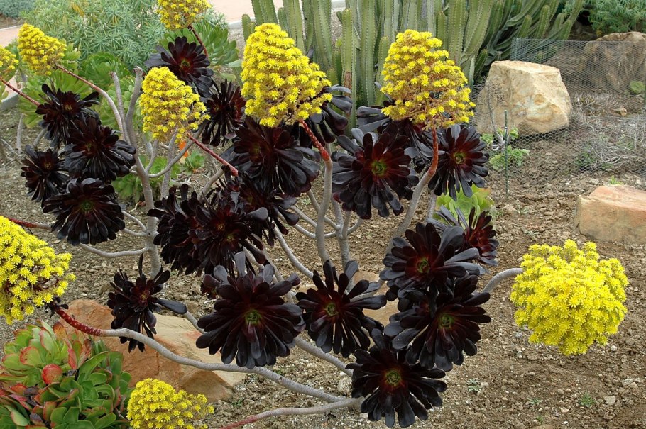 Эониум древовидный Aeonium arboreum