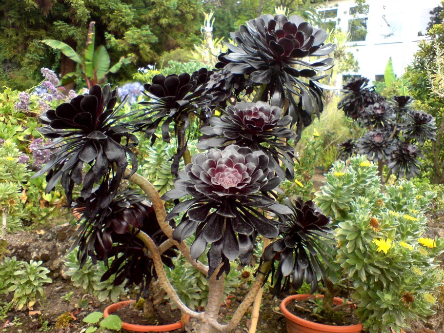 Aeonium arboreum atropurpureum