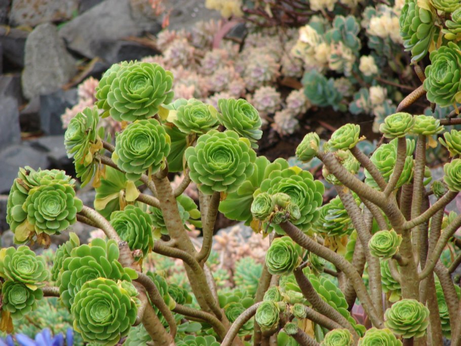 Aeonium arboreum