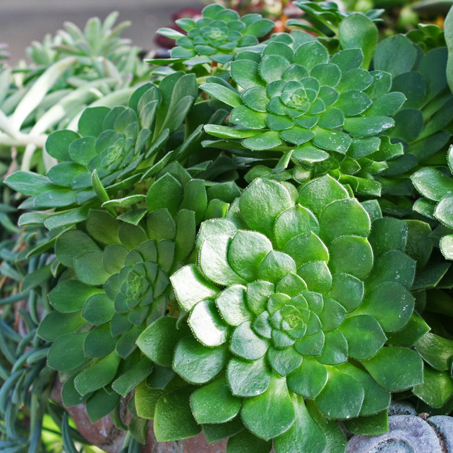 Эониум канарский