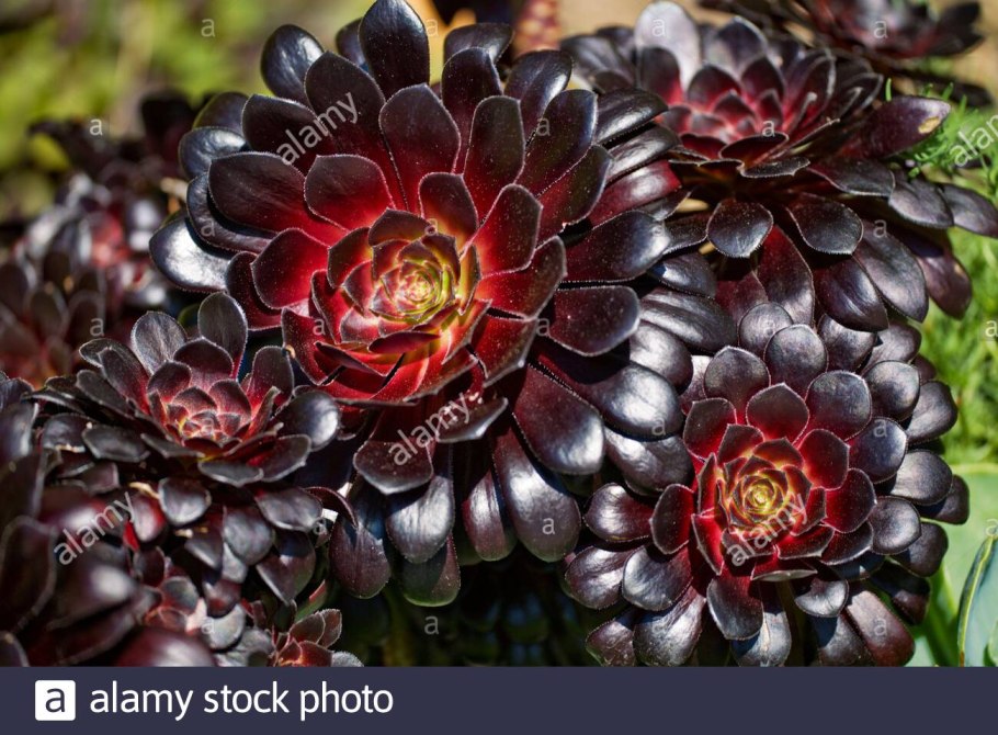 Цветок Эониум шварцкопф