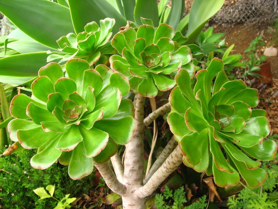 Суккулент Aeonium