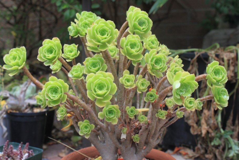 Эониум толстянка