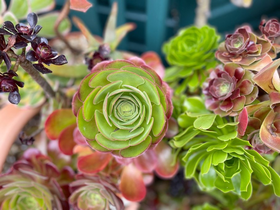 Aeonium arboreum Zwartkop