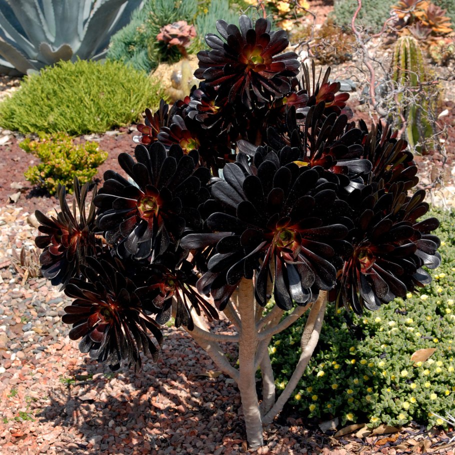 Эониум шварцкопф