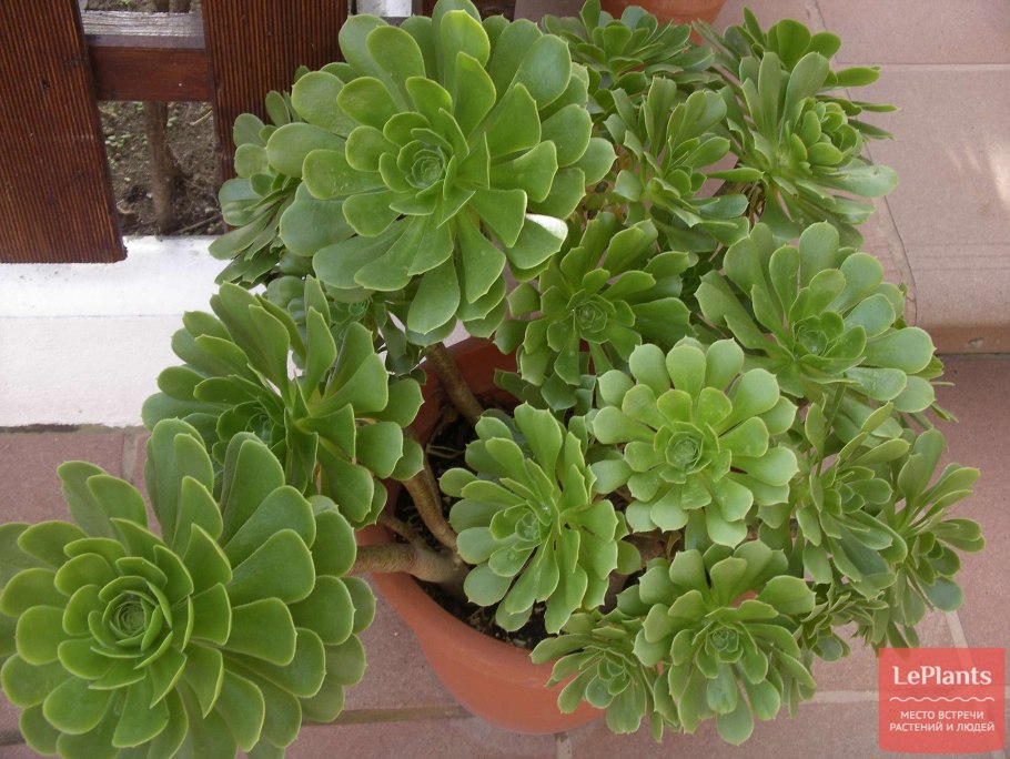 Aeonium arboreum