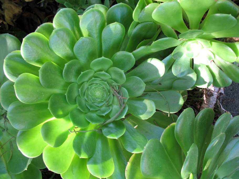 Succulent plant
