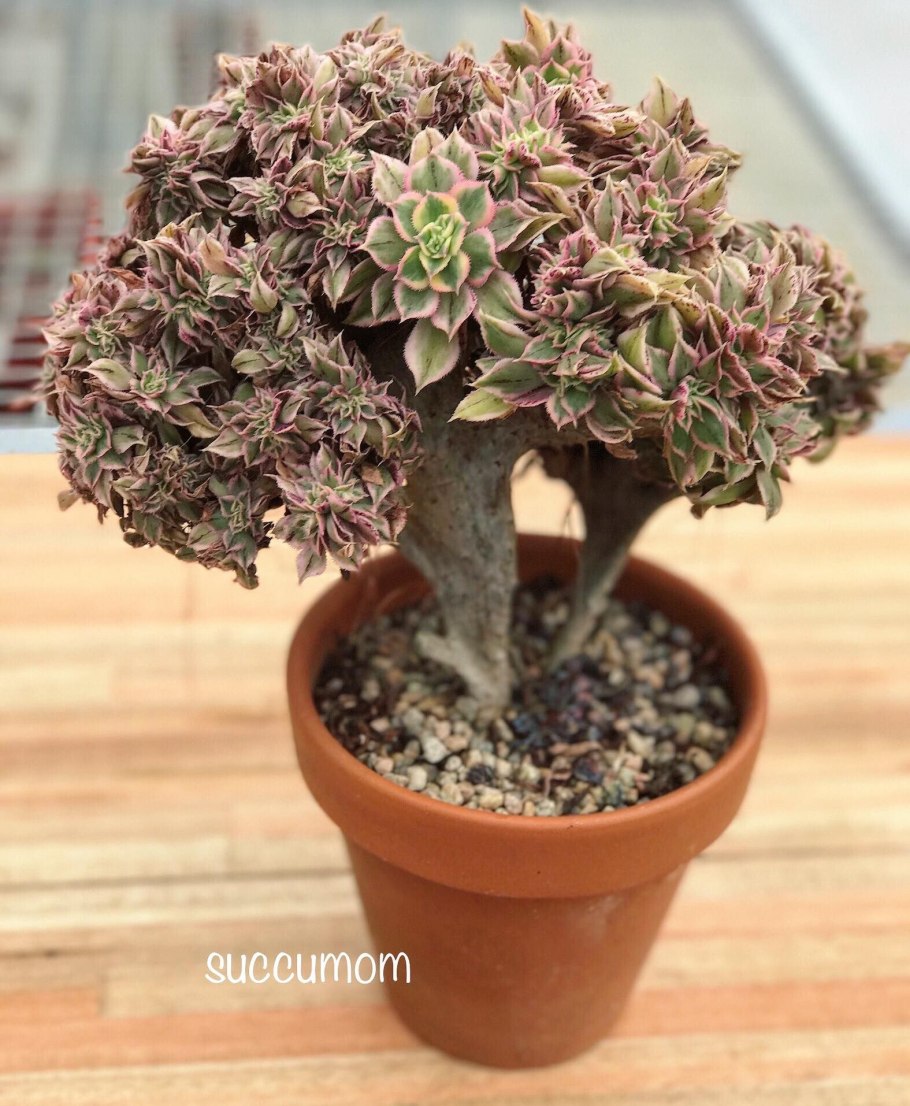 Эониум sunburst