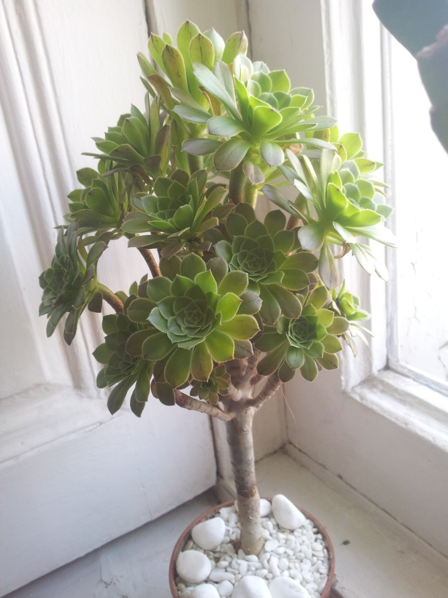 Эониум Смита