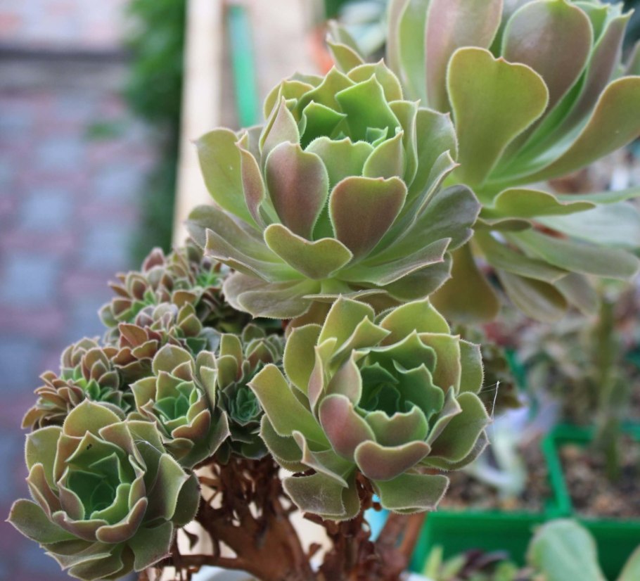 Эониум велюр