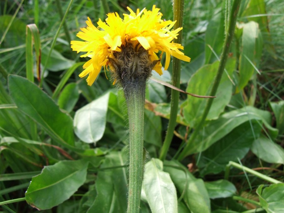 Троммсдорфия крапчатая