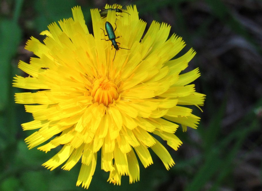 Пятнистый пазник