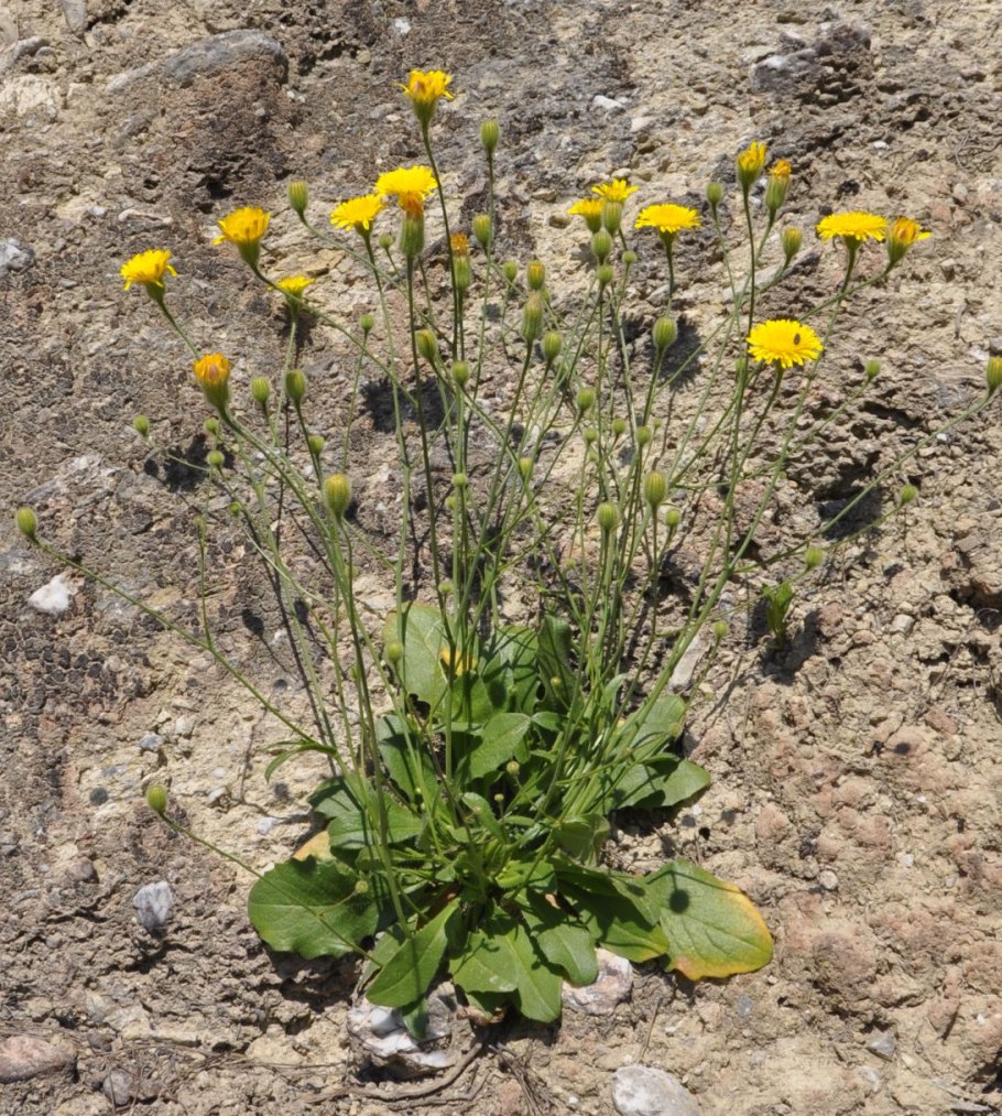 Ястребинка волосистая hieracium pilosella