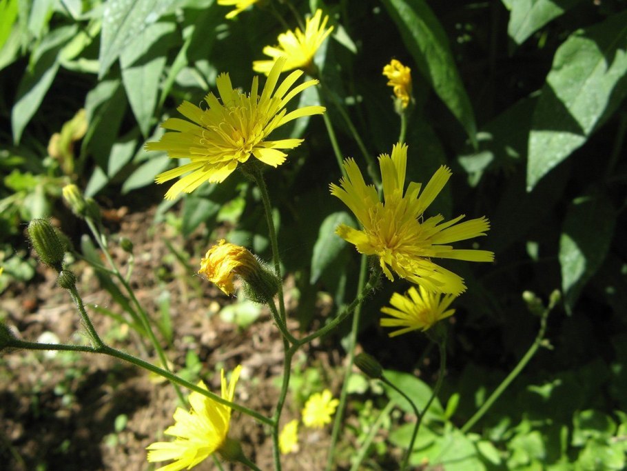 Ястребинка крапчатая