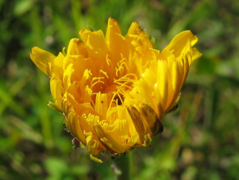 Мать и мачеха растение