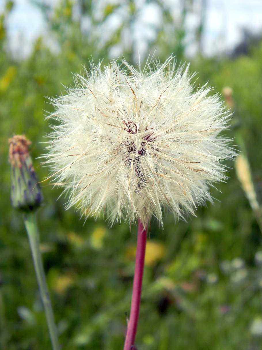 Одуванчик растение