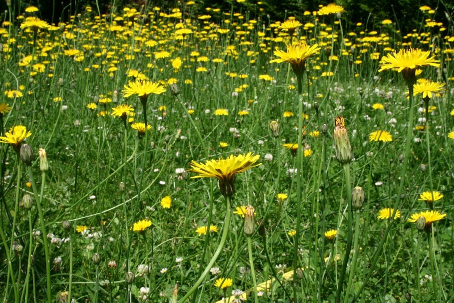 Пазник фото
