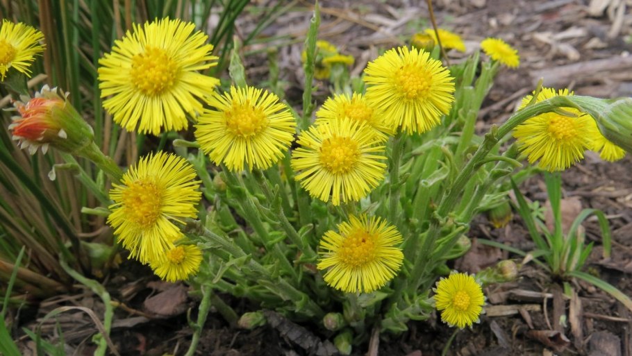 Цветок мать и мачеха