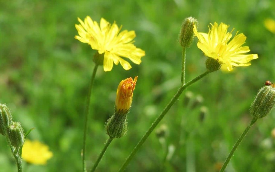 Crepis biennis