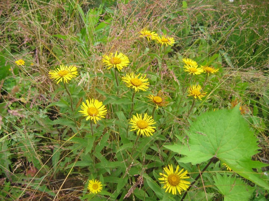 Crepis pulchra