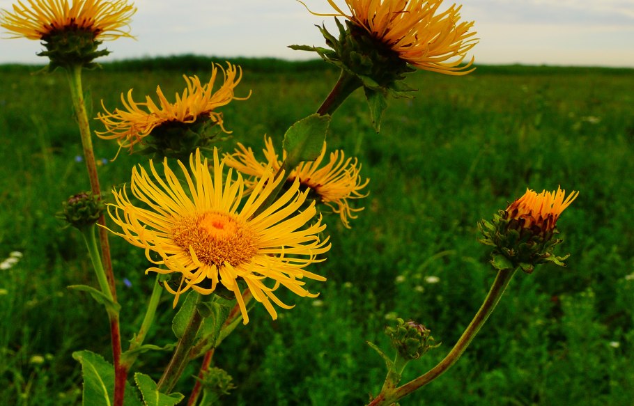 Одуванчик это травянистое растение