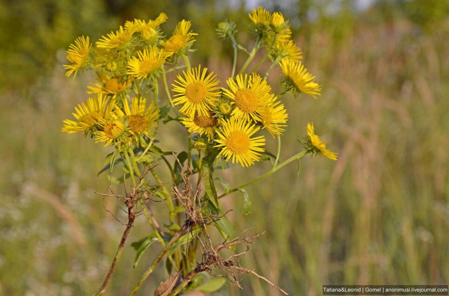 Девясил сибирский луговой