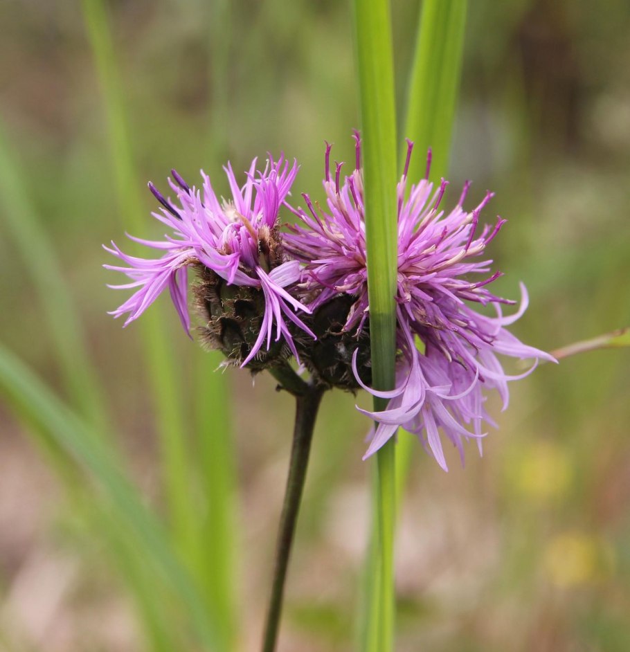 Василёк луговой centaurea jacea