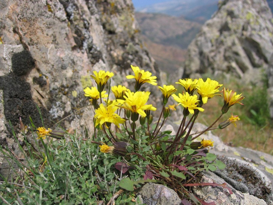 Ястребинка волосистая hieracium pilosella