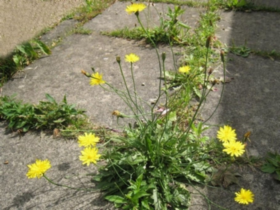 Scorzoneroides autumnalis