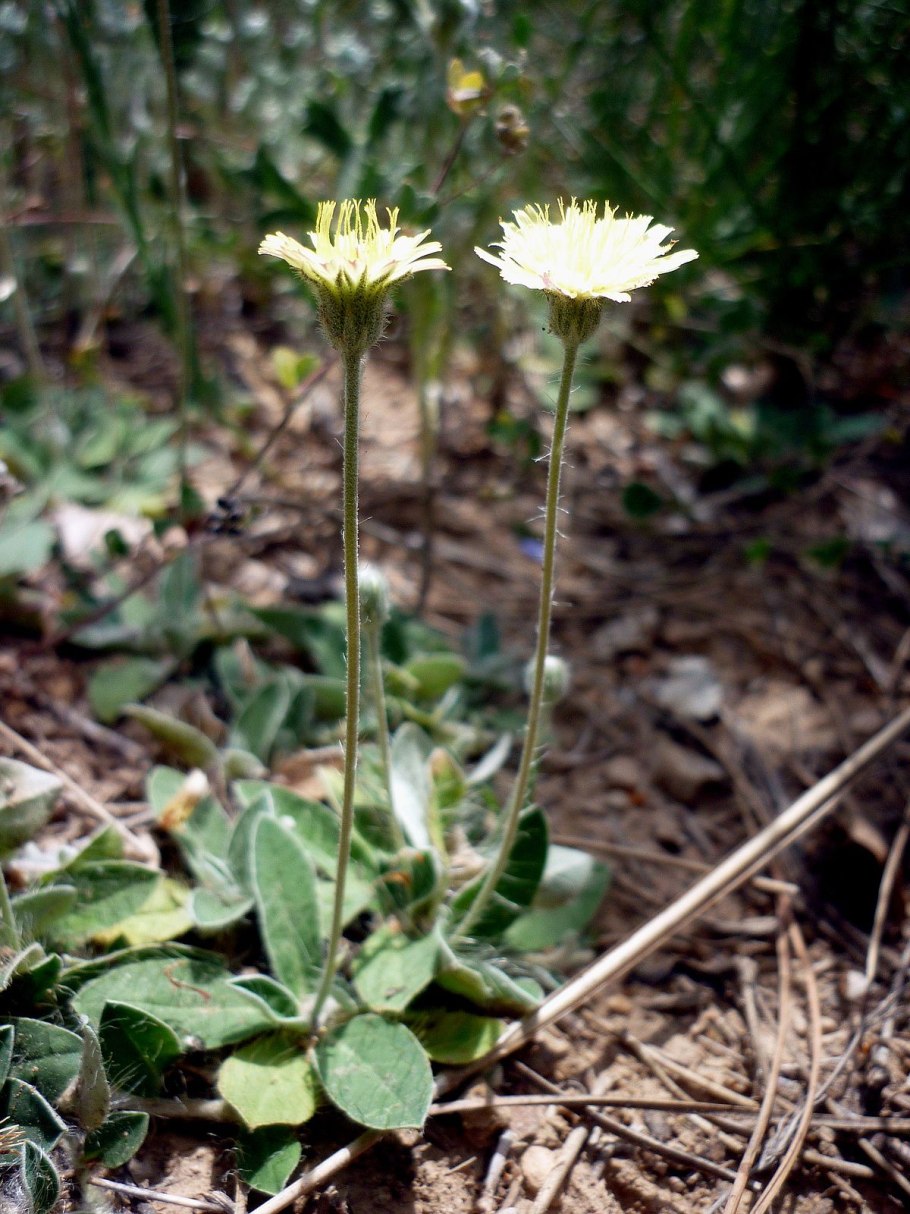 Ястребинка крапчатая