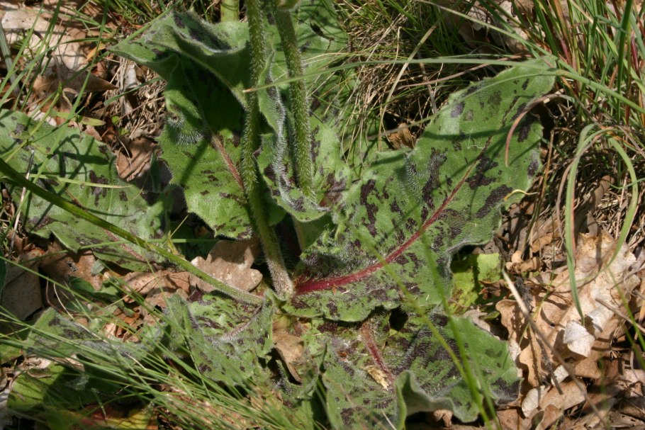 Hypochaeris maculata