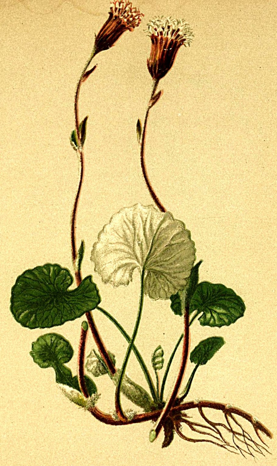 Tussilago farfara ботаническая иллюстрация