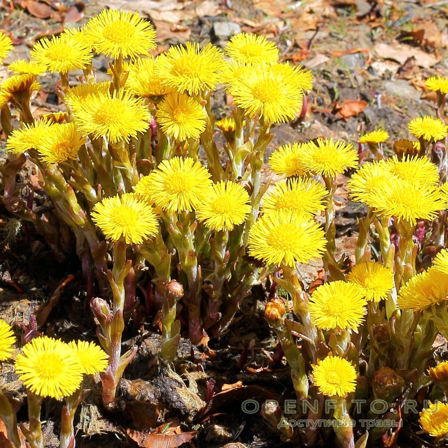 Пазник реснитчатый