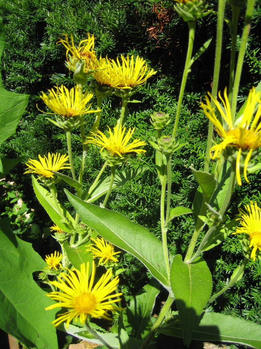 Девясил высокий (inula helenium l.)