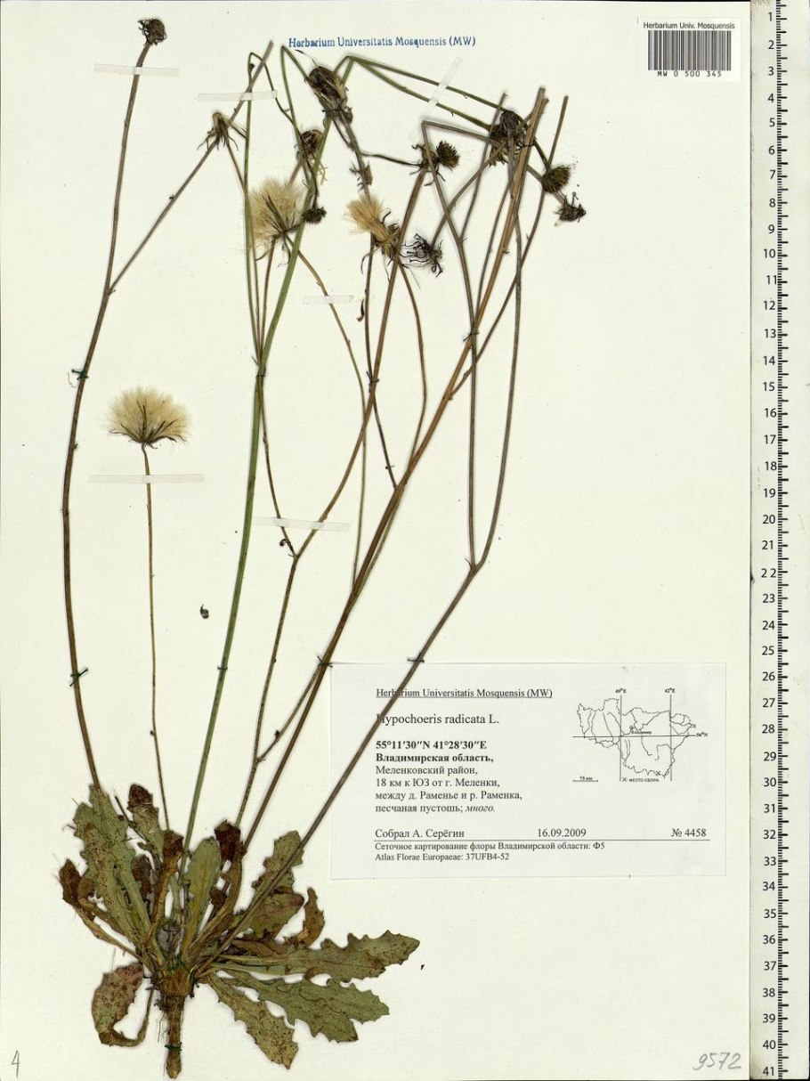 Кульбаба шершаволистная Leontodon hispidus l.