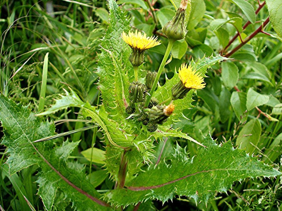 Hypochaeris radicata l.