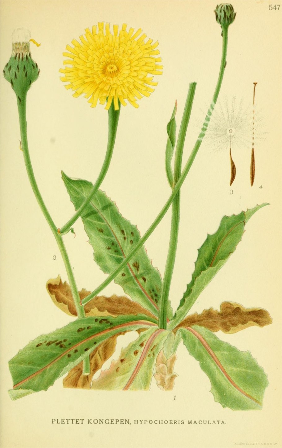 Taraxacum officinale ботаническая иллюстрация