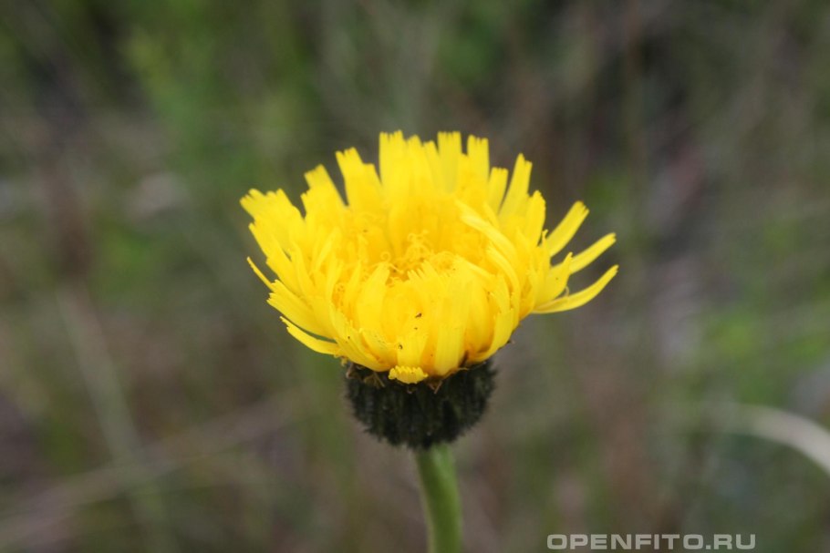 Скерда Crepis tectorum