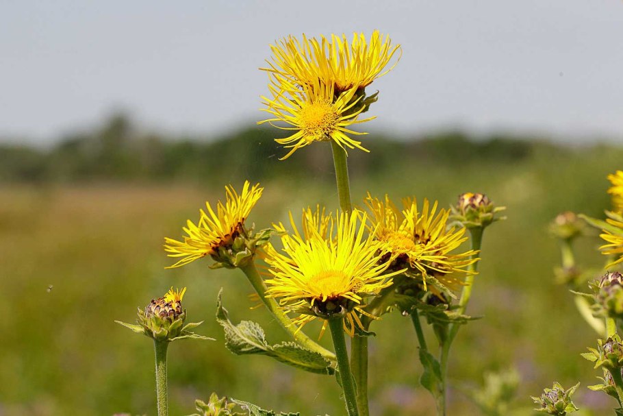 Пазник реснитчатый