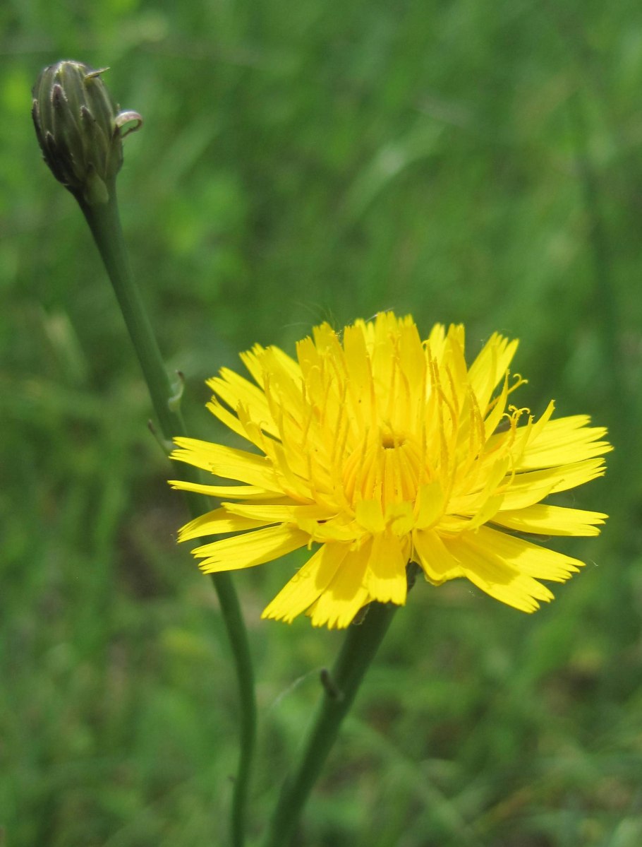 Желтые цветы похожие на одуванчики