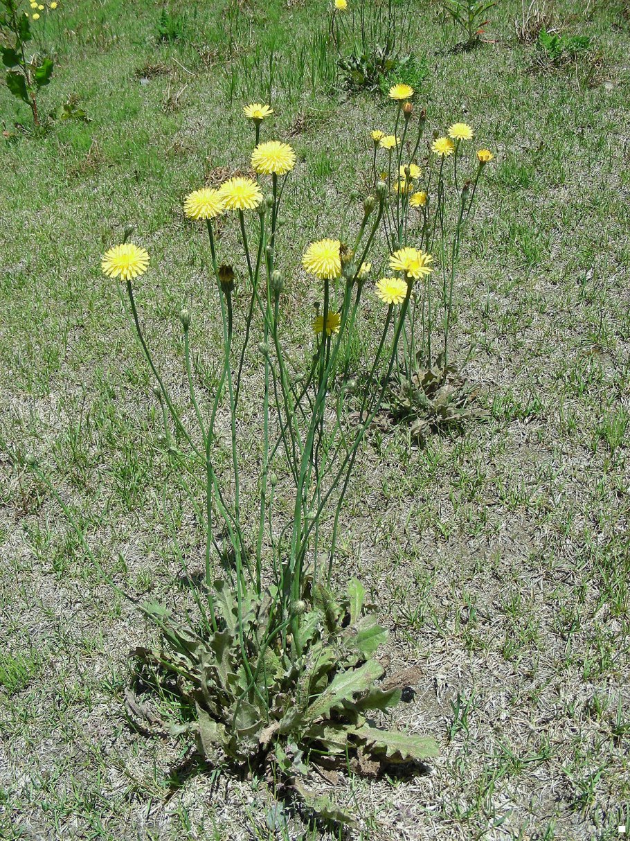 Hypochaeris radicata