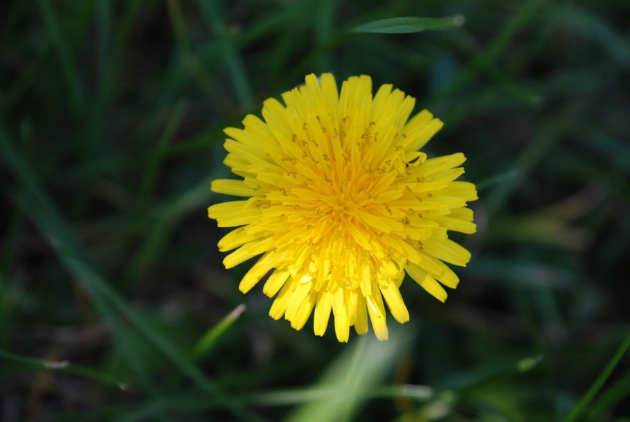 Тромсдорфия пятнистая