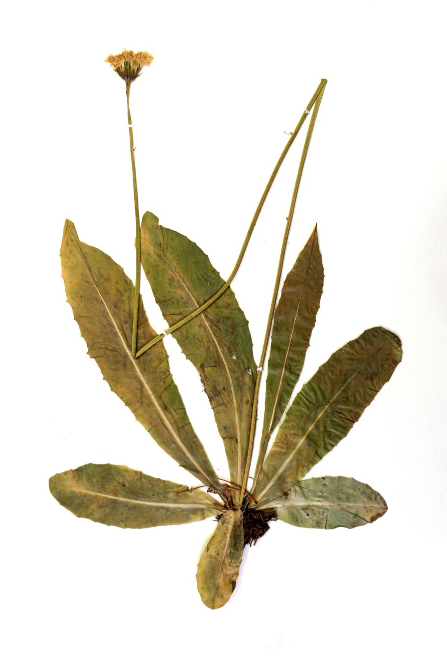 Пятнистый пазник рисунок